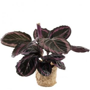 Vacker krukväxt (Calathea roseopicta surprisestar) - skicka den via Florister i Sverige och överraska en vän!