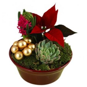 Låg julgrupp med röd julstjärna, echeveria, hyacint och julkulor. Önska God Jul med ett blomsterbud från Florister i Sverige!