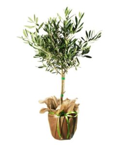 Olivträd, skicka med blomsterbud från Interflora!