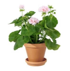 Rosa pelargon i terakottakruka. Beställ som blomsterbud i Interfloras e-butik!