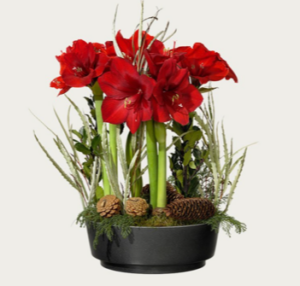 Lyxig, klassisk julgrupp med röda amaryllis, gran- och tallkottar och grönt. Skicka julgruppen med ett blombud från Interflora!