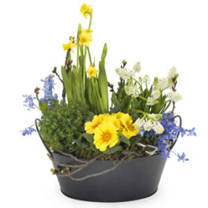 "Klassisk vår", en vacker blomstergrupp med blandade påskblommor i gult och blått. Blommorna hittar du hos Euroflorist.