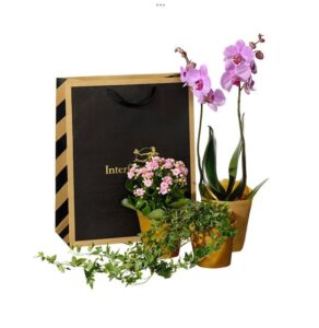 Presentpåse med rosa/cerise orkidé, en våreld och en murgröna. Skicka blommorna med ett Interflora-bud för leverans på mors dag!