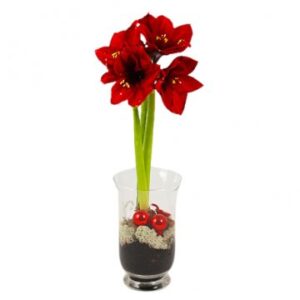 Röd amaryllisplantering i glaskrukar, med julpynt i basen. Skicka med blombud från Florister i Sverige!