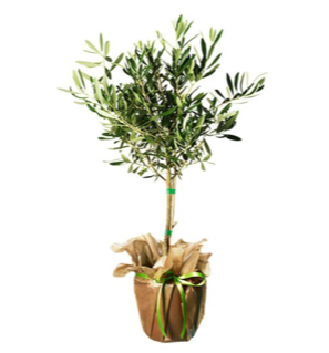 Skicka ett olivträd i present på mors dag! Beställ online hos Interflora.